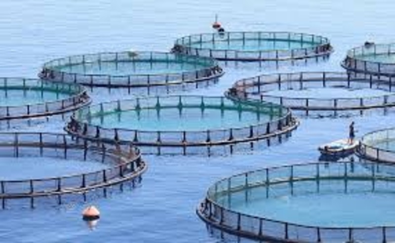 Work on a modern fish farm costing Rs 10 crore to begin soon in Harangi